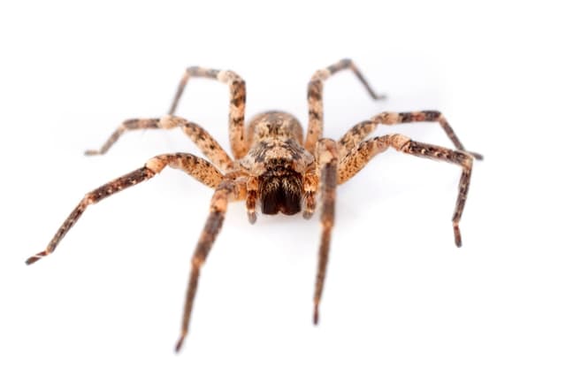 Spiders