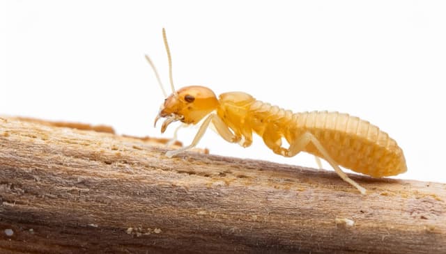 Termites